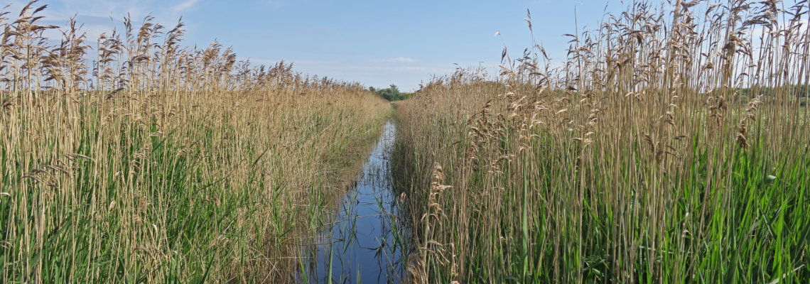 5 ways we take a sustainable approach to our reed bed work